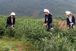 宣光省纳杭县强力推进山雪茶品牌树立