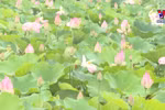 宁平省荷花惊艳绽放 游客享受夏日赏荷的美好
