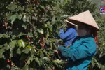 越南咖啡出口额首次可突破50亿美元大关