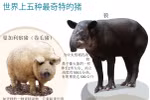 图表新闻：世界上五种最奇特的猪