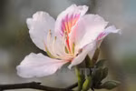 三月份是西北山区大森林里羊蹄甲花争妍斗艳的季节。