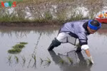 广宁省广安市居民独特的下田节。（图片来源：越南之声）