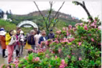 “西北文化空间-2017年杜鹃花节”3月31日在老街省沙巴镇正式开幕。