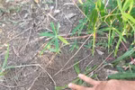 嘉莱省：诸博容边境县出现野象群