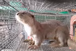 世界野生动物日：为野生动物保护工作默默贡献力量