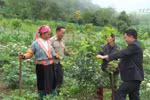 莱州省发挥现有优势来发展温带水果树种植业
