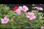 同塔省沙沥村为己亥春节增供100万个花篮 