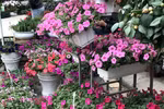 河东春节花卉集市灿烂夺目（组图）