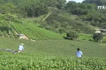 茶叶种植业协助谅山省居民脱贫致富