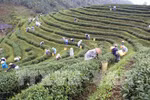 没有建立起著名茶叶品牌 茶叶出口受阻