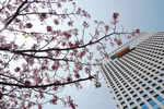 胡志明市洋红风铃木盛开 粉红色花海惹人迷醉