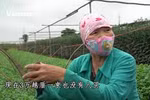 西就花农在疫情期间困难重重