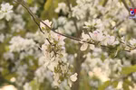 来西北地区观赏开满枝头的羊蹄甲花