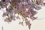 越南西北地区羊蹄甲花绽放迎春