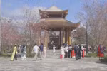 昆嵩省芒丹镇力争成为樱花小镇 共建绿色美丽家园