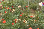 疫情过后，夏雷乡花卉种植地恢复生机