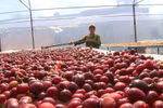 越欧自贸协定助推越南咖啡出口