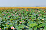 顺化莲花——花色鲜艳,花香诱人（组图）