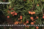 农产品绿色通道--促进荔枝销售的动力