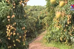 越南继续向日本出口优质的新鲜荔枝
