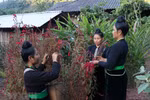 组图：奠边省贡族独特的鸡冠花节
