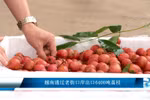 越南通过老街口岸出口6400吨荔枝