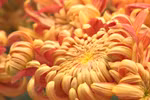 河内市古菊花园里一场菊花盛宴迎新春