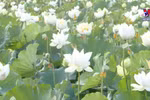白莲花恣意绽放 吸引了当地居民和游客的眼球 