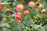 麋泠县花卉节筹备工作基本就绪