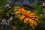 来西北地区欣赏黄色美丽肿柄菊花海 