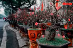 组图：春节来临鲜花俏 花卉市场春意浓