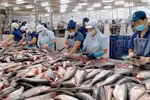 2024年5月，越南水产品出口额约达8.7亿美元，同比增长7%以上。图自越通社