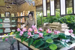 组图：使用莲花制作各种富有越南文化特色的手工艺品