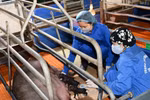 越南成功利用耳朵细胞核克隆大肚猪