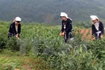 宣光省纳杭县强力推进山雪茶品牌树立