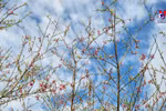 木州桃花谷迎来盛开期 花姿烂漫惹人醉