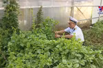 长沙群岛上的绿色渴望