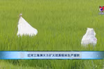 红河三角洲大力扩大优质稻米生产面积
