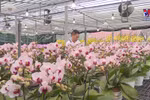 顺化市高科技兰花种植园
