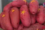 岘港市充满人情味的“爱国面包”