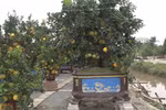 造访为辛丑年新春市场服务的柚子园