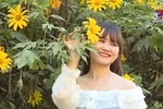 肿柄菊在奠边省山区竞相怒放