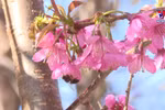 2022年木江界桃花节吸引大批游客前来旅游观光