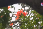 首都河内：百花盛开 春意盎然