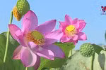 莲花绽放 惊艳了岘港整个夏天 