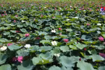河内市美丽奇特的莲花池颇受人们的喜爱