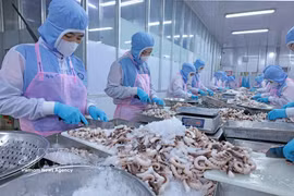 安江省辉南公司加工章鱼出口日本市场。图自越通社