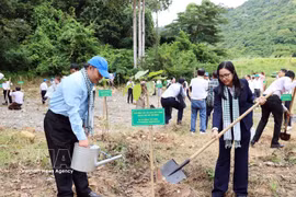 胡志明市友好组织联合会（HUFO）领导在昆岛特区“友谊树林”植树。图自越通社