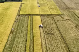 联合收割机在安江省隆川市金黄成熟的稻田上作业。图自越通社