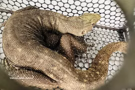 广治省向救援中心移交珍稀暗影巨蜥。图自越通社